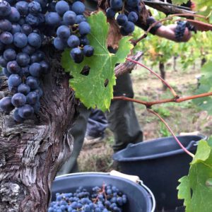 Herbst Weinpaket – Bild 4